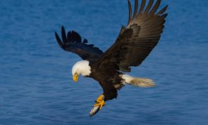Read more about the article Why do birds have wings?