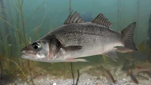 Read more about the article Chilean sea bass