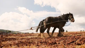 Read more about the article Horsepower