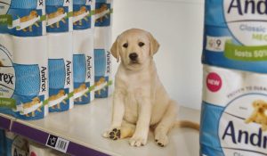 Read more about the article Andrex Puppy