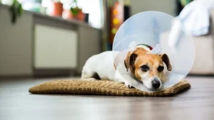 Read more about the article Castration
