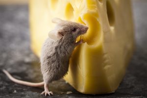 Read more about the article “Mice love cheese.”