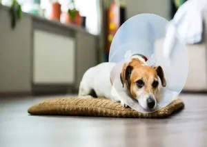Read more about the article Castration
